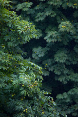 chestnut tree in the rain