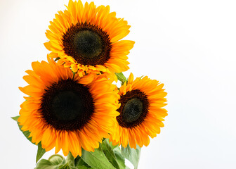 Sunflower bouquet on the white background closeup.