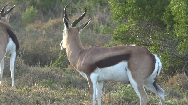 Springbuck ram grazing in the early morning
