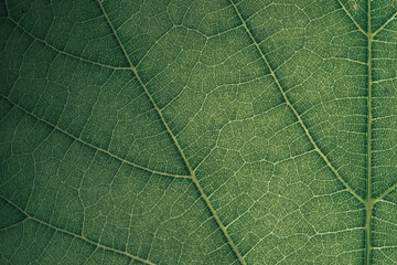 Fototapeta na wymiar Beautiful green texture background. Cropped shot of green leaf textured. Abstract nature pattrn for design. Macro photogrpaphy view.