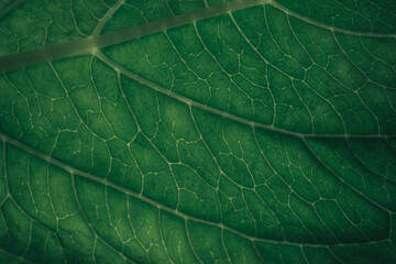 Fototapeta na wymiar Close up green texture background. Cropped shot of green leaf textured. Abstract nature background pattrn for design. Macro photogrpaphy view.