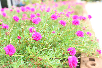 Fototapeta premium pink flowers in the garden.