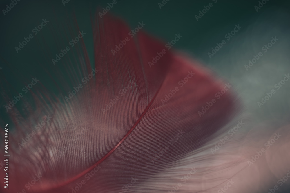 Poster Close up Beautiful red Bird feather pattern on a bokeh background for design texture.