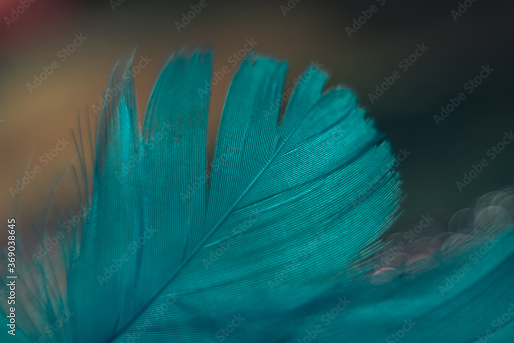 Poster Close up Beautiful blue Bird feather pattern on a bokeh background for design texture.