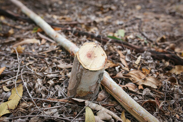 man cutting trees using big knife and tree after cut.