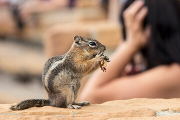 Streifenhörnchen (Tamias), Bryce Canyon National Park, Utah, USA