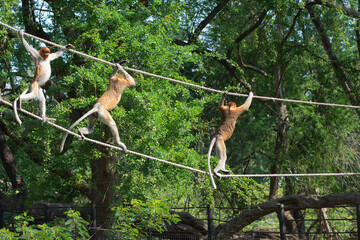 The monkeys walk along the manmade ropes that help them cross the ditch more safely.