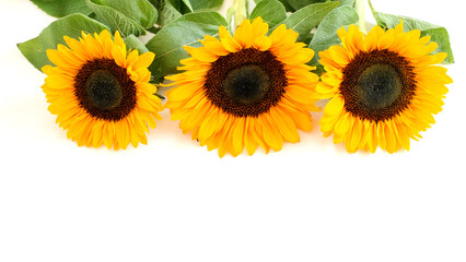 Sunflowers on the white background closeup, flat lay. Greeting card with copy space.