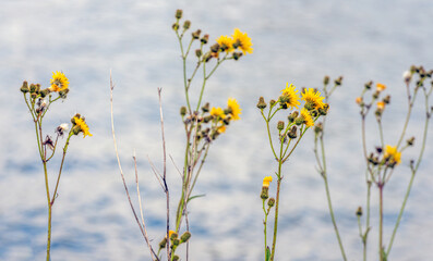 Obraz premium Flowering field milk thistle at the water's edge