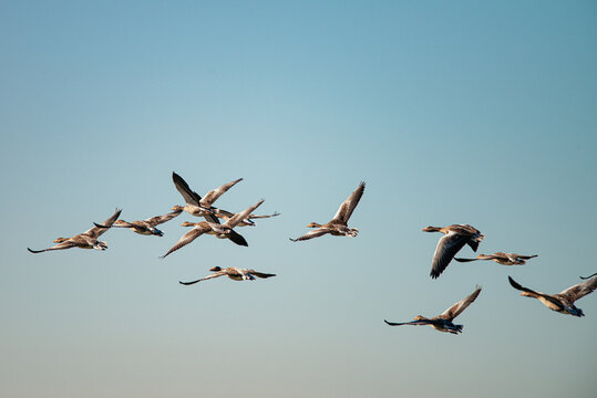 Several Greylag Goose flying through the air on a beautiful summer morning, in a protected nature reserve, breeding area, Volgermeerpolder, Amsterdam, The Netherlands, 