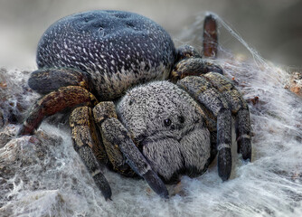 Eresus kollari - Velvet spider also known as ladybug spider (Eresidae). Unlike males females don not have a vibrant coloration.