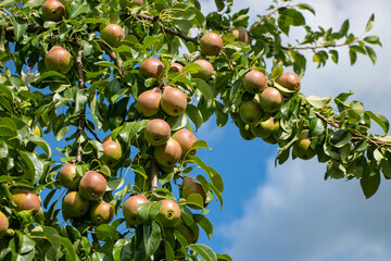 Large juicy pears on a branch in the garden against the blue summer sky