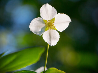 Blooming jasmine flower with leaves