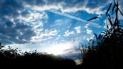 Golden ears of wheat on the field. Sunset light.