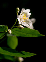 White jasmine flower on dark background
