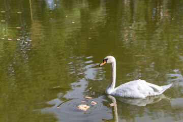 swan on the water
