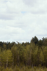 Autumn landscape with forest and cloud sky.