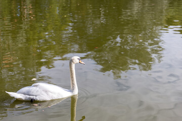 swan on the lake