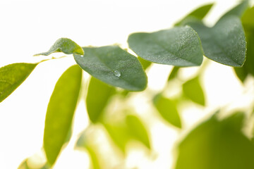 Plant with dew, close up. Beautiful summer morning