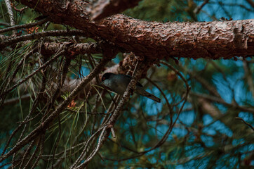 A single Sardinian warbler (Sylvia melanocephala) in a pine forest.
