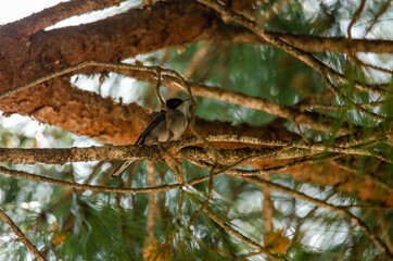 A single Sardinian warbler (Sylvia melanocephala) in a pine forest.