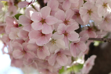 Close up of beautiful cute pink and white cherry blossoms (sakura), wallpaper background, soft focus