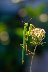 Close up of pair of Beautiful European mantis ( Mantis religiosa )