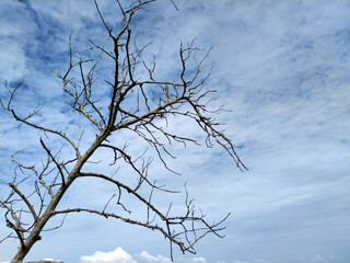 The remains of trees on the beach