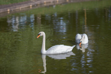 
White swans swim in the pond in the summer, a general shot of the sun reflected in the water.