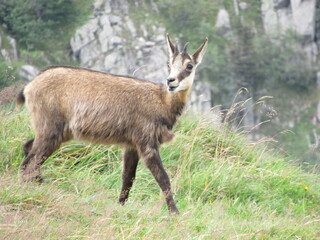 chamois
