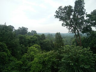 Obraz na płótnie Canvas trees in the rainforest