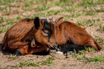 Obraz premium Young brown goat in grass field at spring