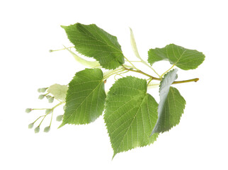 Branch of linden tree with young fresh green leaves and blossom isolated on white. Spring season