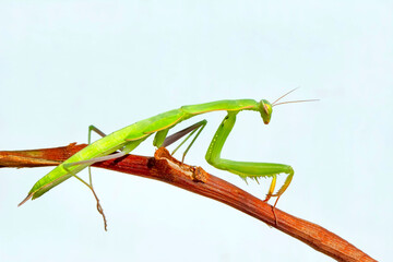 Close up of pair of Beautiful European mantis ( Mantis religiosa )