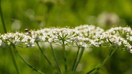 small white flowers of an umbellate plant