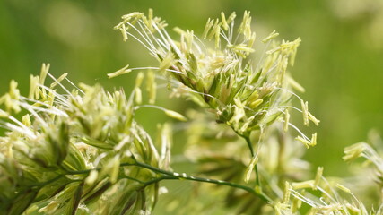 fuzzy flowering meadow grass dactylis as background