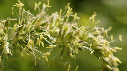 flowering meadow grass, genus dactylis