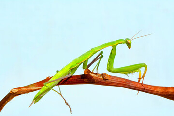 Close up of pair of Beautiful European mantis ( Mantis religiosa )
