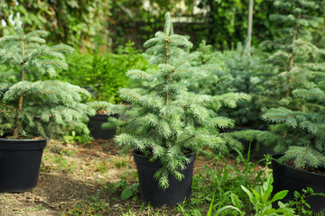 Blue spruce tree in greenhouse. Gardening and planting