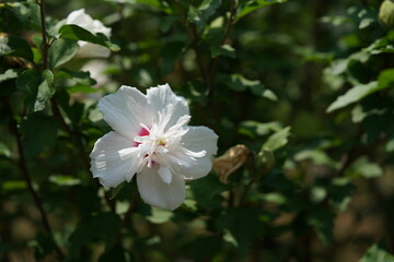 Double-petal, White Flower of Rose of Sharon in Full Bloom
