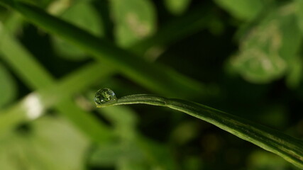 dewdrop with a reflection of grass on a blade of grass
