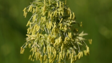 flowering dactylis in a meadow