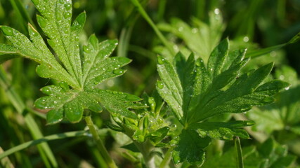 green leaves in the dew on the meadow