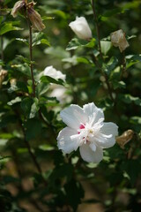Double-petal, White Flower of Rose of Sharon in Full Bloom
