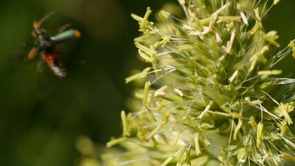 dactylis on the background of a blurry flying insect
