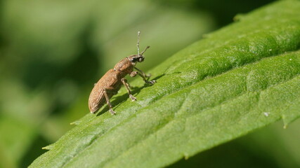 bug close-up on a green leaf