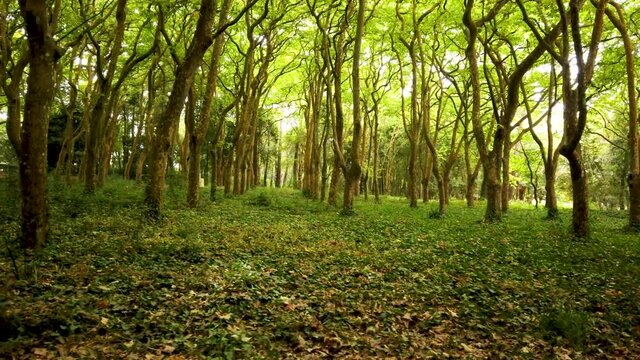 Woods of Rainha D. Leonor , in Caldas da Rainha - Portugal, borders the Parque D. Carlos I and is characterized by its biodiversity and beauty.