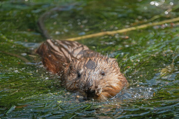 Muskrat swims in the water