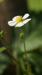  vertical long white flower on a blurred background                              