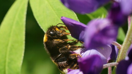 bumblebee's face close up near a blurred flower